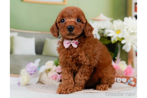 販売中の神奈川県のミックス犬-387276の10枚目