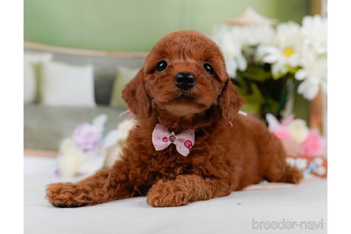 販売中の神奈川県のミックス犬-387276の8枚目