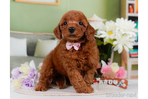 販売中の神奈川県のミックス犬-387276の9枚目