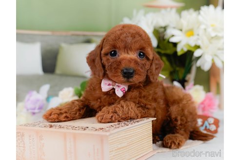 販売中の神奈川県のミックス犬-387276の7枚目