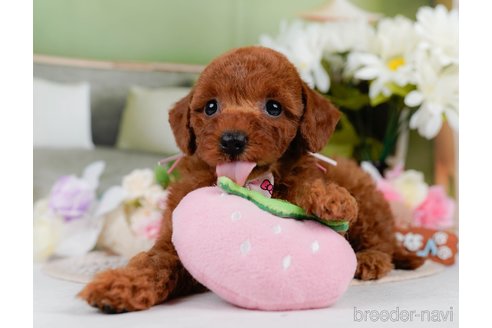 販売中の神奈川県のミックス犬-387276の6枚目
