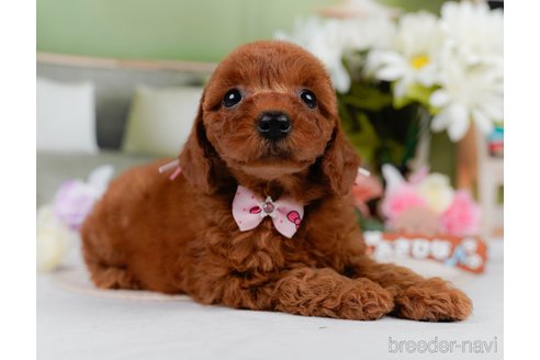 販売中の神奈川県のミックス犬-387276の5枚目