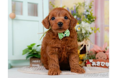 販売中の神奈川県のミックス犬-387275の12枚目