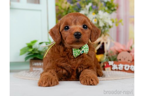販売中の神奈川県のミックス犬-387275の11枚目