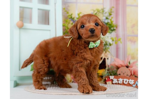 販売中の神奈川県のミックス犬-387275の10枚目