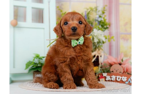 販売中の神奈川県のミックス犬-387275の9枚目