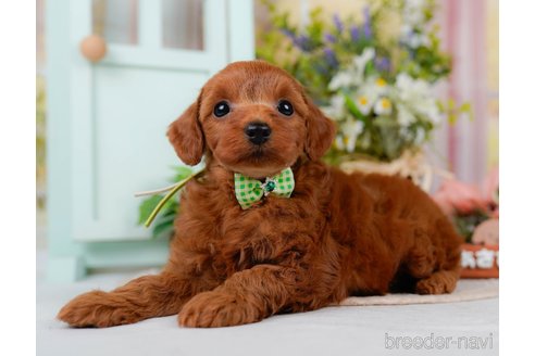 販売中の神奈川県のミックス犬-387275の8枚目