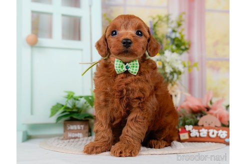 販売中の神奈川県のミックス犬-387275の7枚目