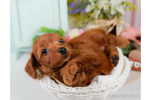 販売中の神奈川県のミックス犬-387275の6枚目