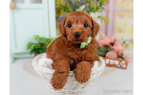 販売中の神奈川県のミックス犬-387275の5枚目