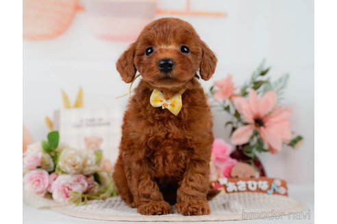 販売中の神奈川県のミックス犬-387274の12枚目