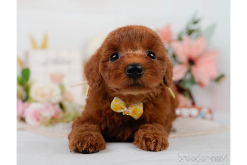 販売中の神奈川県のミックス犬-387274の11枚目