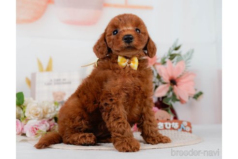 販売中の神奈川県のミックス犬-387274の10枚目