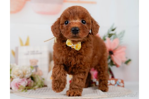 販売中の神奈川県のミックス犬-387274の9枚目