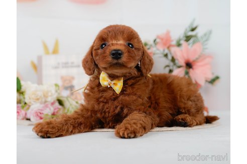 販売中の神奈川県のミックス犬-387274の8枚目