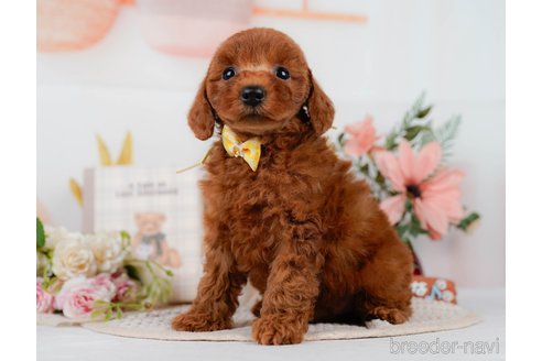 販売中の神奈川県のミックス犬-387274の7枚目