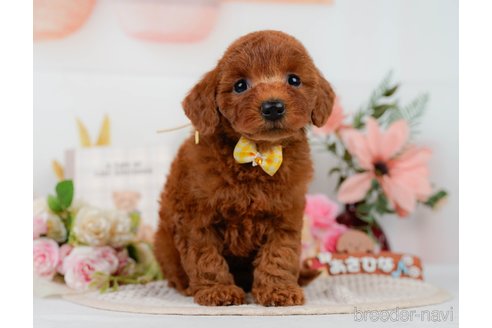販売中の神奈川県のミックス犬-387274の6枚目