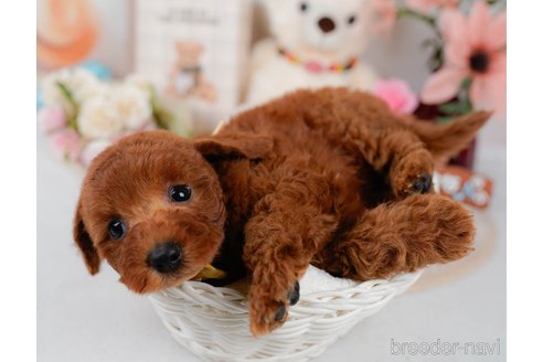 販売中の神奈川県のミックス犬-387274の5枚目