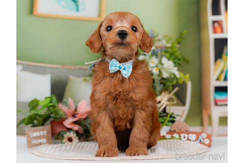 販売中の神奈川県のミックス犬-387273の12枚目