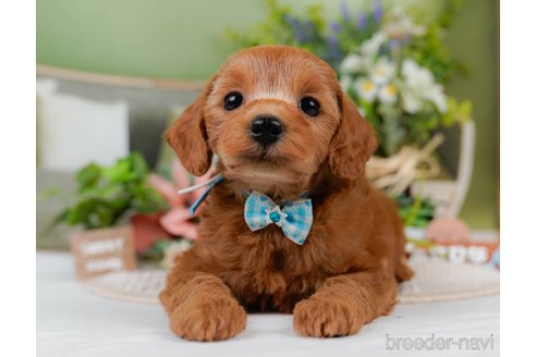 販売中の神奈川県のミックス犬-387273の11枚目