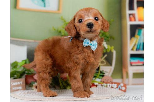 販売中の神奈川県のミックス犬-387273の10枚目
