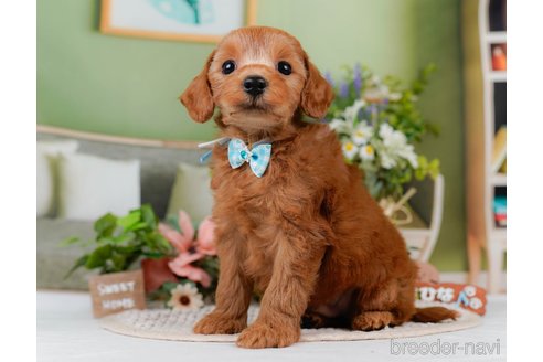 販売中の神奈川県のミックス犬-387273の9枚目