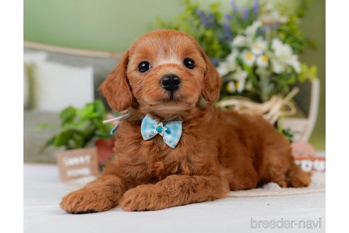 販売中の神奈川県のミックス犬-387273の8枚目