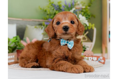 販売中の神奈川県のミックス犬-387273の7枚目