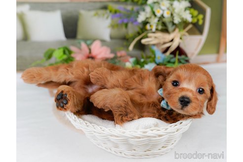 販売中の神奈川県のミックス犬-387273の6枚目