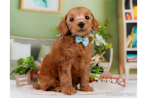 販売中の神奈川県のミックス犬-387273の5枚目