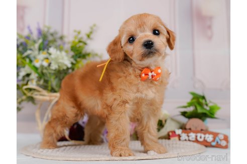販売中の神奈川県のミックス犬-387272の12枚目