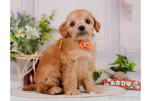販売中の神奈川県のミックス犬-387272の11枚目