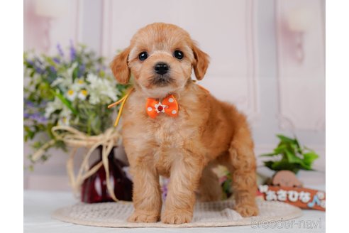 販売中の神奈川県のミックス犬-387272の10枚目