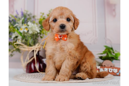 販売中の神奈川県のミックス犬-387272の9枚目