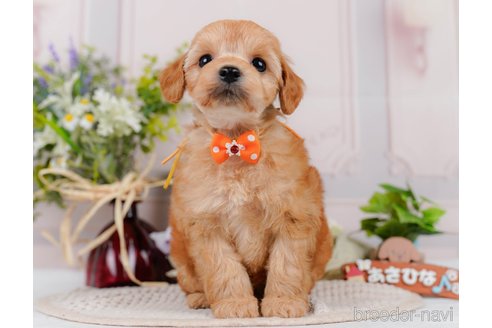 販売中の神奈川県のミックス犬-387272の7枚目