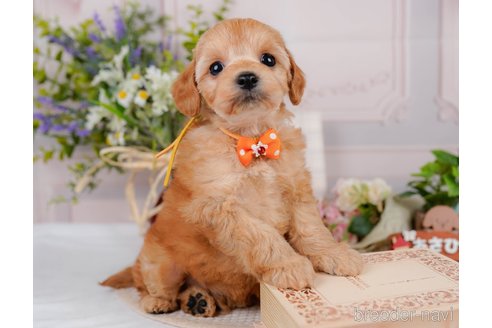 販売中の神奈川県のミックス犬-387272の6枚目