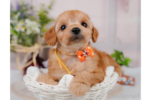 販売中の神奈川県のミックス犬-387272の5枚目