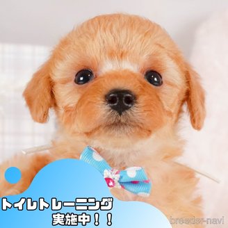 販売中の静岡県のトイプードル-387145の1枚目