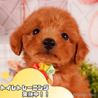 販売中の静岡県のトイプードル-387151の1枚目