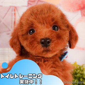 販売中の静岡県のトイプードル-387154