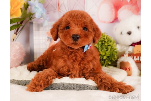 販売中の静岡県のトイプードル-387154の9枚目