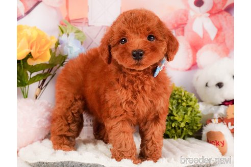 販売中の静岡県のトイプードル-387154の10枚目