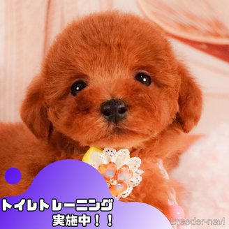 販売中の静岡県のトイプードル-387156