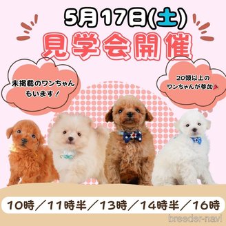 販売中の静岡県のトイプードル-387156の4枚目