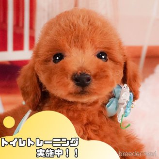 販売中の静岡県のトイプードル-387157