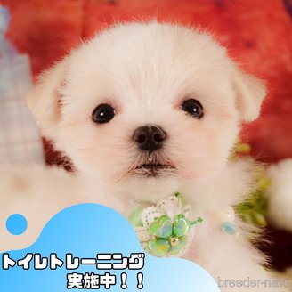 販売中の静岡県のマルチーズ-387159の1枚目