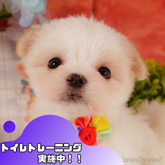 販売中の静岡県のマルチーズ-387165の1枚目