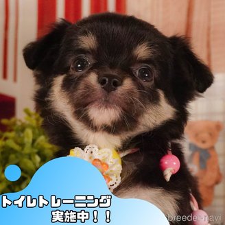 販売中の静岡県のチワワ(ロングコート)-387170