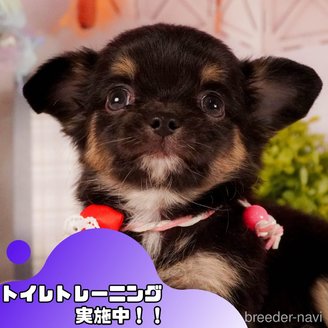 販売中の静岡県のチワワ(ロングコート)-387171の1枚目