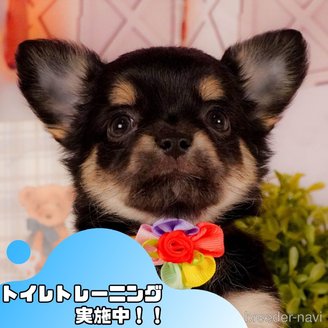 販売中の静岡県のチワワ(ロングコート)-387173の1枚目